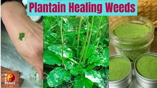 Plantain Tea amp Poultice Healing Herb in Your Backyard  Drawing Out Any Kind of Infection [upl. by Eizle181]