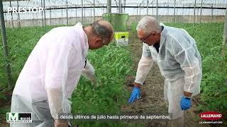 Como prevenir las enfermedades de suelo en tomate mediante control biológico con Prestop [upl. by Elacsap]