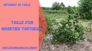 Taille de noisetier tortueux  Monjardindansleslandes [upl. by Ahsiem]