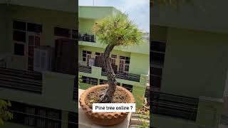 Pine tree bonsai online sale [upl. by Eronel357]