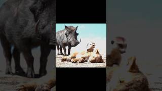 The lion king Funny Hindi Clip Part 6  Timon and Pumba [upl. by Nivrae]