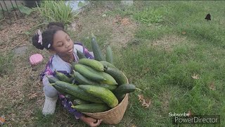 Harvesting luffaloofah raw and unfiltered with a 6 year old helper [upl. by Nahama]