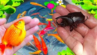 Fishing On The Slide Koi Fish Crayfish Baby Turtle Eel Panda Frog Loach Horn Fish Tiger Fish [upl. by Notla861]