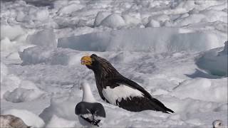 Stellers Sea Eagle  Eating fish [upl. by Aicenad280]