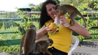 Фотосессия с обезьянами Амазонка Бразилия Photos with monkeys Amazon Brazil [upl. by Naimaj38]