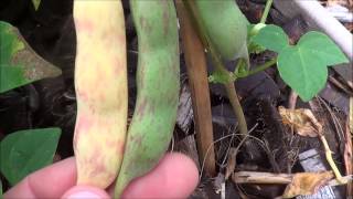 Growing and harvesting pinto beans growing pinto beans [upl. by Aldrich]