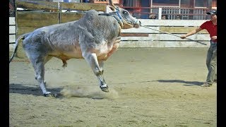 CALANDO LOS TOROS EN EL FRIO DE CHICAGO Rancho los exclusivos [upl. by Leavy]