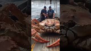 564GIANT CRABGiantCrab SeaMonsterCatch OceanDiscovery MassiveCrab FishermenAwe [upl. by Krell882]