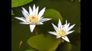 Nymphaea Murasaki Sikibu 熱帯スイレン 紫式部の開花動画 [upl. by Nylrem]