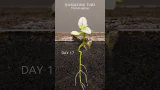 Growing DWARF SUNFLOWER Time Lapse [upl. by Oivat]