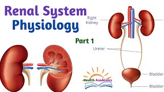 Renal System Physiology Part 1 Interesting Video Lecture in Amharic Speech [upl. by Cointon]