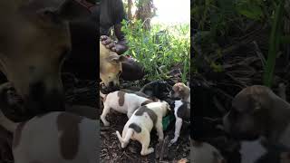 dog puppies eating cutedog animals [upl. by Airotnahs930]