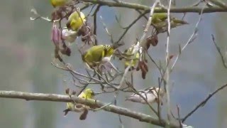 Carduelis spinus Eurasian siskin  čížek lesní [upl. by Friend]