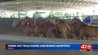 Perry hosts wild horse and burro adoption event [upl. by Hgielah27]