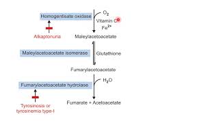 Phenyalanine And Tyrosine Metabolism  Aromatic Amino Acid Metabolism  Biochemistry  NEET PG [upl. by Macmillan]