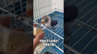 Training a Newly Weaned Parakeet  Part 1 Food Lure Outside Cage [upl. by Sibella]