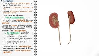 ANATOMIE FMPM LES REINS [upl. by Elcarim307]