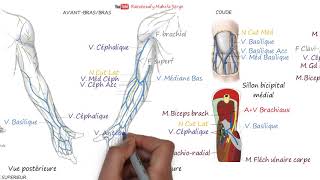 VEINES SUPERFICIELLES DU MEMBRE SUPÉRIEUR [upl. by Margarethe]