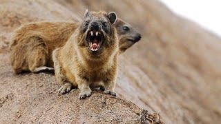 O DAMÃO DO CABO É UM PARENTE DO ELEFANTE E PEIXE BOI Procavia capensis [upl. by Dorcea]