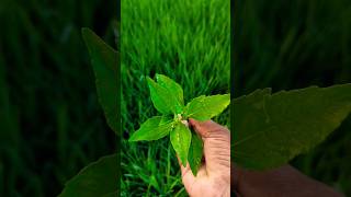 Eclipta prostrataகரிசலாங்கண்ணி brushing the teethherbal tooth plantnatureorganicvillageheaven [upl. by Iclehc]