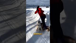 42 Funny Pets  2024😂 Funny Dog Videos 🐕😂 shorts [upl. by Macdermot336]