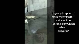 organophosphorus toxicity on mouse [upl. by Chloette65]