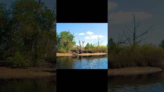 Amazing Natural Driftwood Sculpture on Cow Creek driftwood natural sculpture [upl. by Burhans]