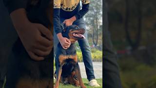 ഈ സുന്ദരനെ ഫ്രീ ആയിട്ട് വേണോ  Rottweiler free adoption  rottweiler free adoption dog viral [upl. by Spalla965]