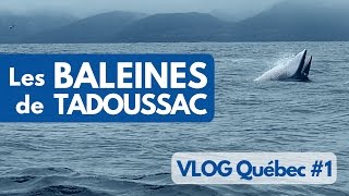 On a vu les BALEINES à TADOUSSAC au CANADA  VLOG Québec 1 [upl. by Mackler]