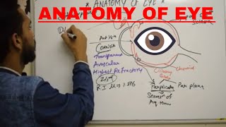 ANATOMY OF EYE [upl. by Nnaillij]