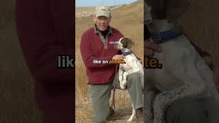 Feeding your Dog  Proper Nutrition for Hunting Dogs [upl. by Nyrrek]