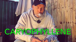 CANNABIS TERPENE CARYOPHYLLENE… EXPLAINED [upl. by Kuth586]