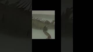 😂 Funny Animals 🙀 Farting Pt 1 [upl. by Chadwick246]