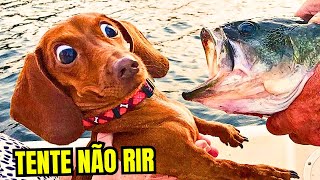 TENTE NÃO RIR Pt 5  IMPOSSÍVEL NÃO RIR DOS ANIMAIS MAIS ENGRAÇADOS DA INTERNET [upl. by Doreen]