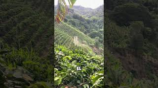 ¡Tecnología en el Campo Dron Rociando Cultivos de Café con Precisión 🚁☕ shorts [upl. by Pisarik]