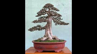 Formal Upright Bonsai Style  Chokkan bonsai art gardening [upl. by Nairret]