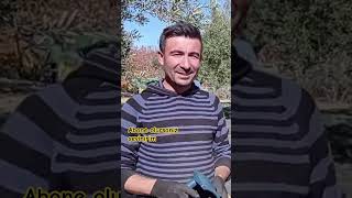 Zeytin Yetiştiriciliği yapıyorlar Zeytinyağı üretip satıyorlar keşfet tarım zeytin tarla [upl. by Adallard]