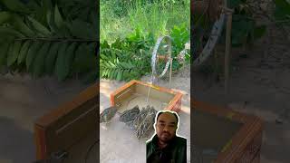 Perangkap burung shortvideo lucu trap trapbird [upl. by Deerc]