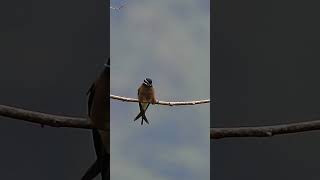 Whiskered Treeswift  female [upl. by Geer]