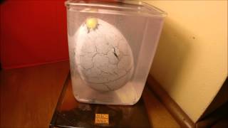 Hatching Dinosaur Egg Time Lapse Video [upl. by Gabriello603]