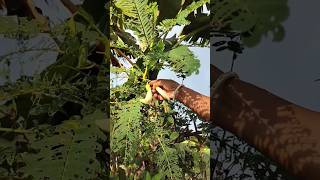 Bokefull Harvest🤍November 06 2024vegitableharvestingshortvideo farming [upl. by Refinnej]