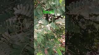 Imali ka pedviralshorts video agriculture 🌲🌲🙏 [upl. by Luna]