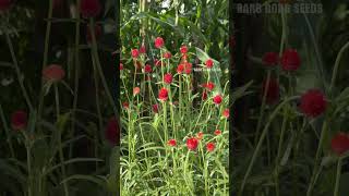 How to grow Gomphrena globosa simply [upl. by Bohi]