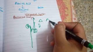 DEVELOPMENT OF UROGENITAL SYSTEM part4position and blood supply of kidney [upl. by Eimoan585]