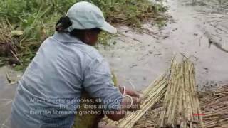 Processing cycle of Jute [upl. by Anoyet]