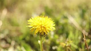 DANDELION Taraxacum officinale [upl. by Cordle965]