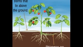 Differences and Similarities Between Stolons and Rhizomes [upl. by Joshua]