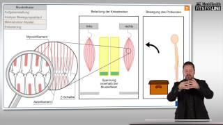 FitnessUni – Die Wahrheit über Muskelkater [upl. by Quent]