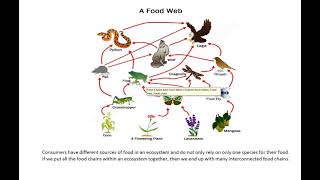 Grade 8 Tutorials  Natural Sciences 2 Interactions and interdependence within the environment [upl. by Yelwah]