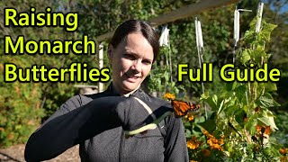 Hatch and Raise Monarch Butterflies  complete how to guide with detailed and beautiful video [upl. by Yttam990]